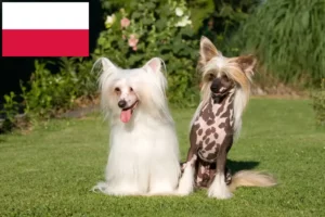 Read more about the article Chinese Crested Dog breeders and puppies in Poland