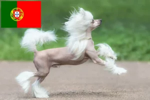 Read more about the article Chinese Crested Dog breeders and puppies in Portugal