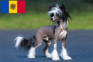 Read more about the article Chinese Crested Dog breeders and puppies in Republic of Moldova