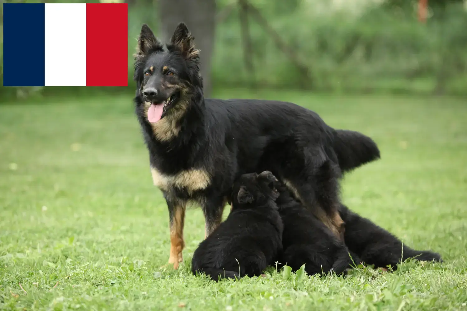 Read more about the article Chodský pes breeders and puppies in France