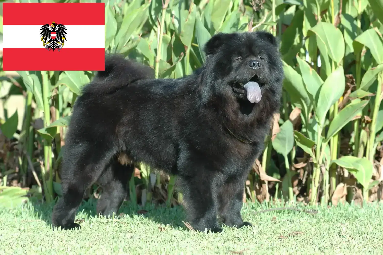 Read more about the article Chow-Chow breeders and puppies in Austria