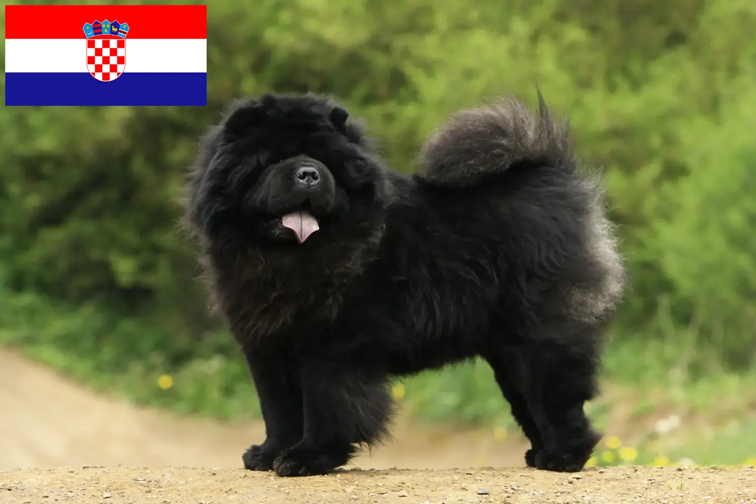 Read more about the article Chow-Chow breeders and puppies in Croatia