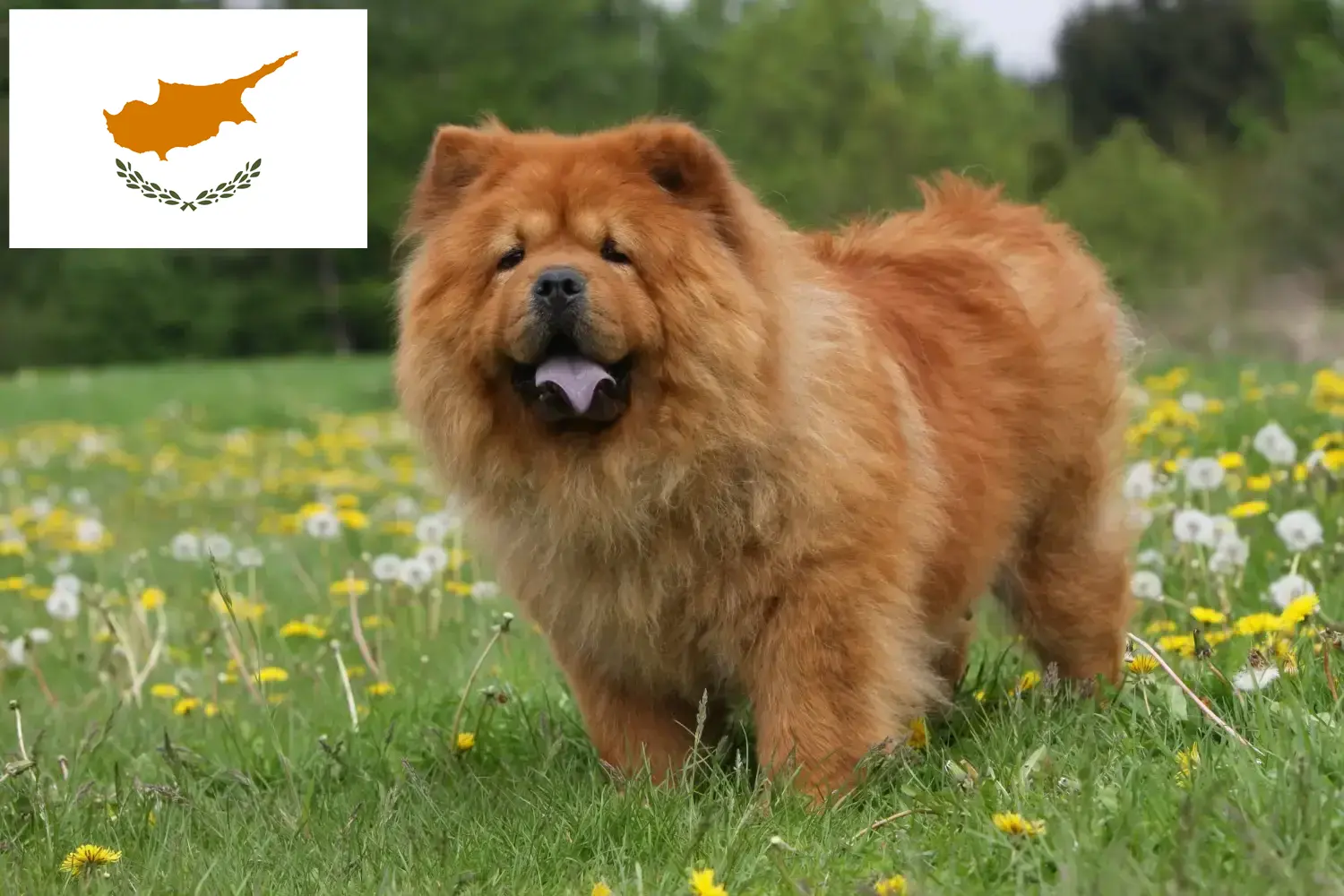 Read more about the article Chow-Chow breeders and puppies in Cyprus