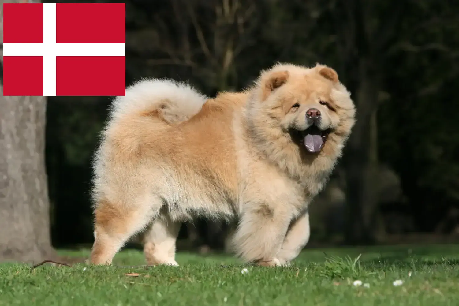 Read more about the article Chow-Chow breeders and puppies in Denmark