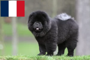 Read more about the article Chow-Chow breeders and puppies in France