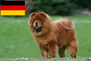 Read more about the article Chow-Chow breeders and puppies in Germany