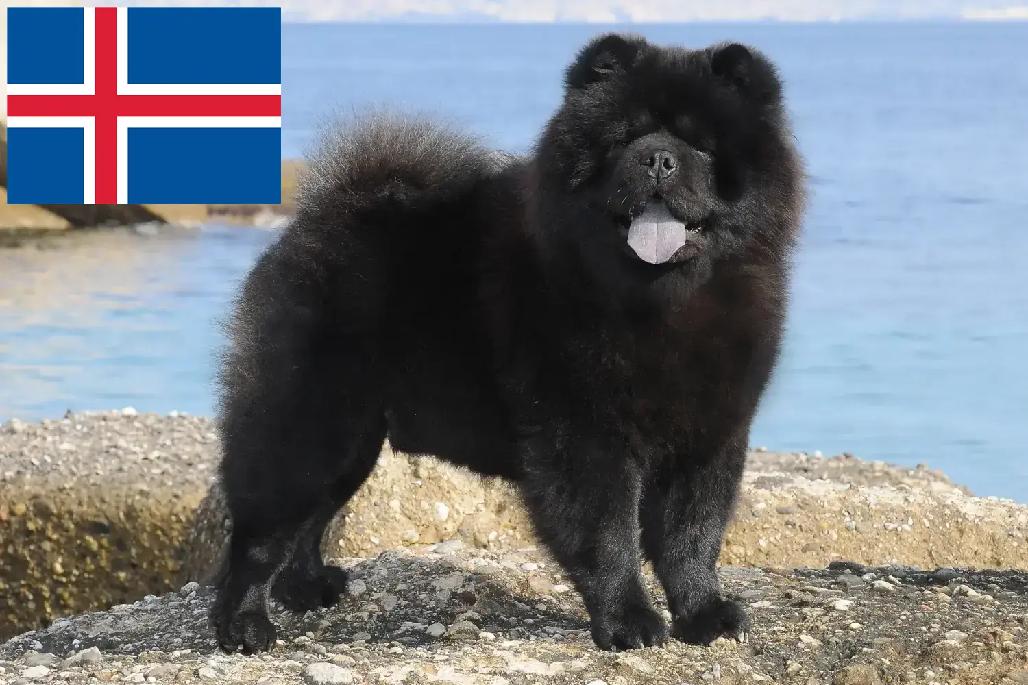 Read more about the article Chow-Chow breeders and puppies in Iceland