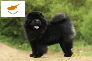 Read more about the article Chow Chow breeders and puppies in Cyprus