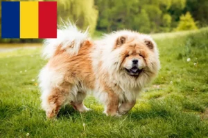 Read more about the article Chow-Chow breeders and puppies in Romania