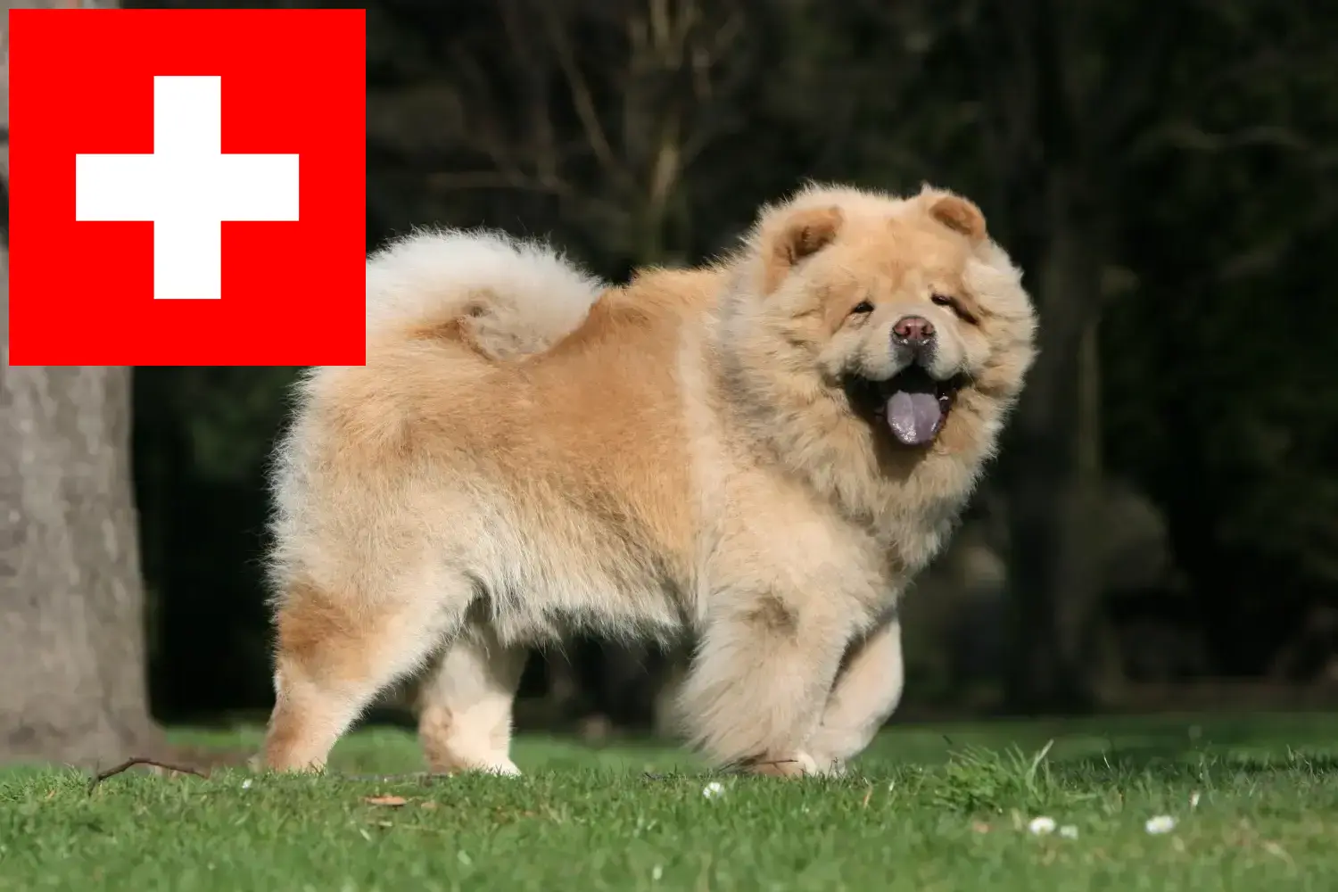 Read more about the article Chow-Chow breeders and puppies in Switzerland