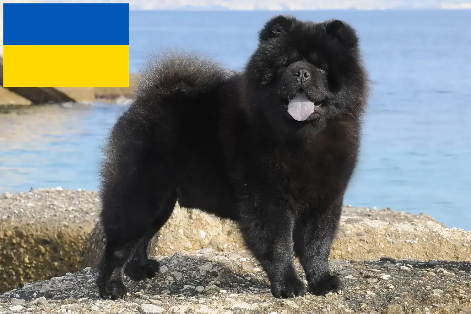 Read more about the article Chow Chow breeders and puppies in Ukraine