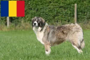 Read more about the article Ciobănesc Românesc Carpatin breeders and puppies in Romania