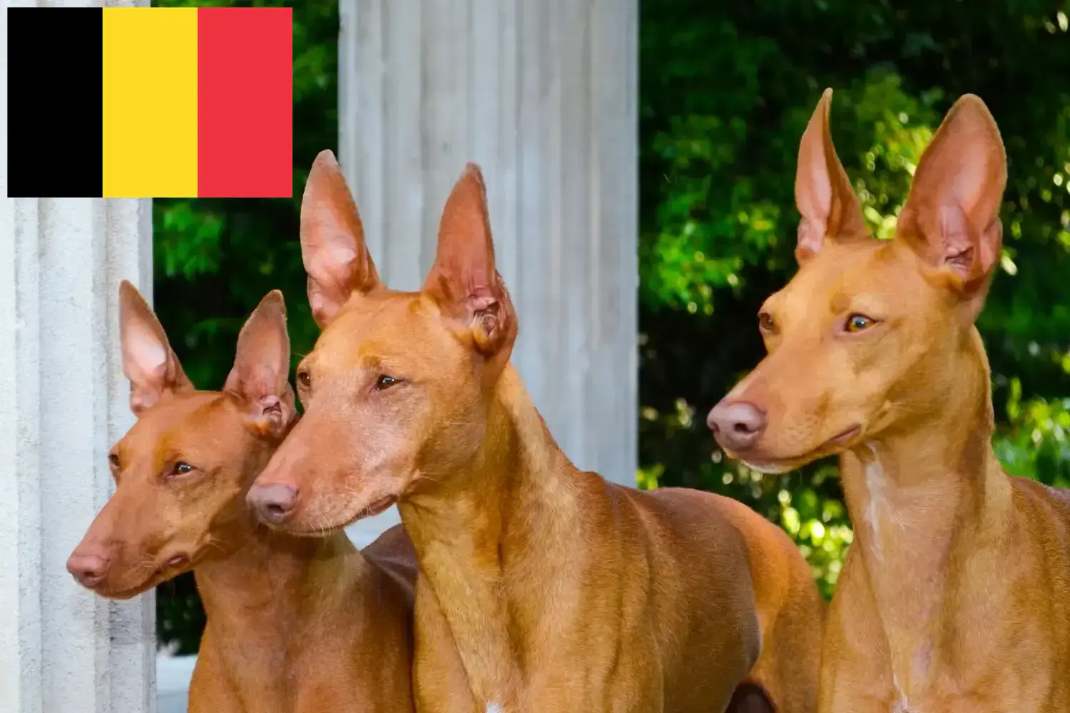 Read more about the article Cirneco dell’ Etna breeders and puppies in Belgium