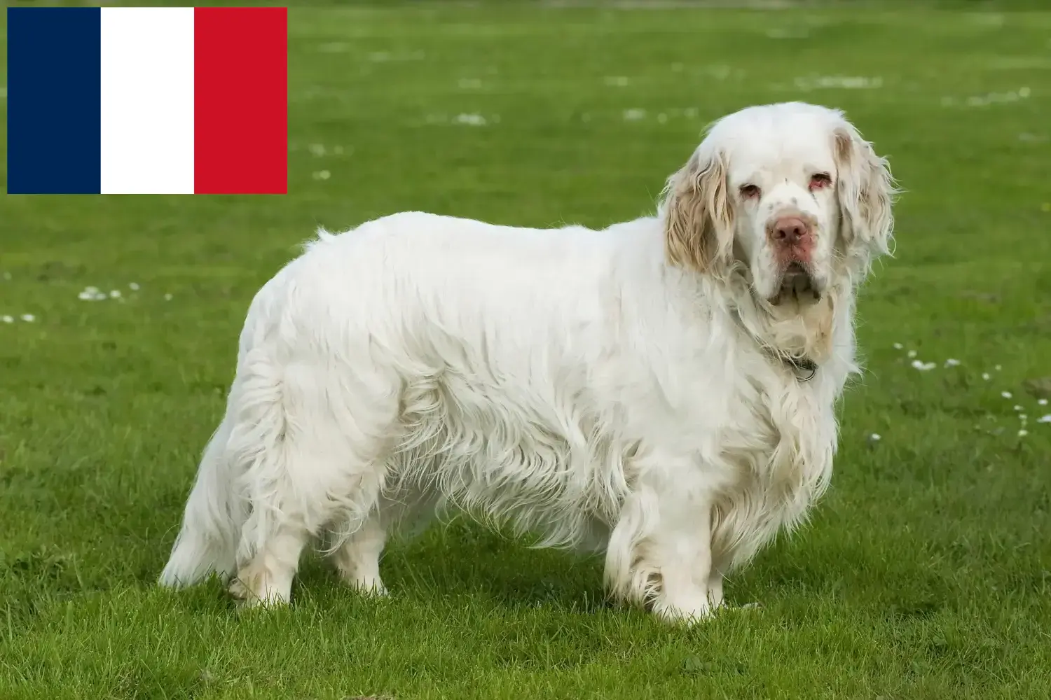 Read more about the article Clumber Spaniel breeders and puppies in France