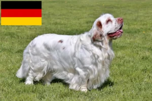 Read more about the article Clumber Spaniel breeders and puppies in Germany