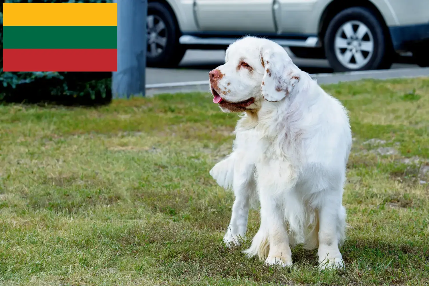 Read more about the article Clumber Spaniel breeders and puppies in Lithuania