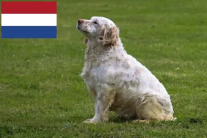 Read more about the article Clumber Spaniel breeders and puppies in the Netherlands