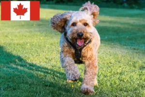 Read more about the article Cockapoo breeders and puppies in Canada