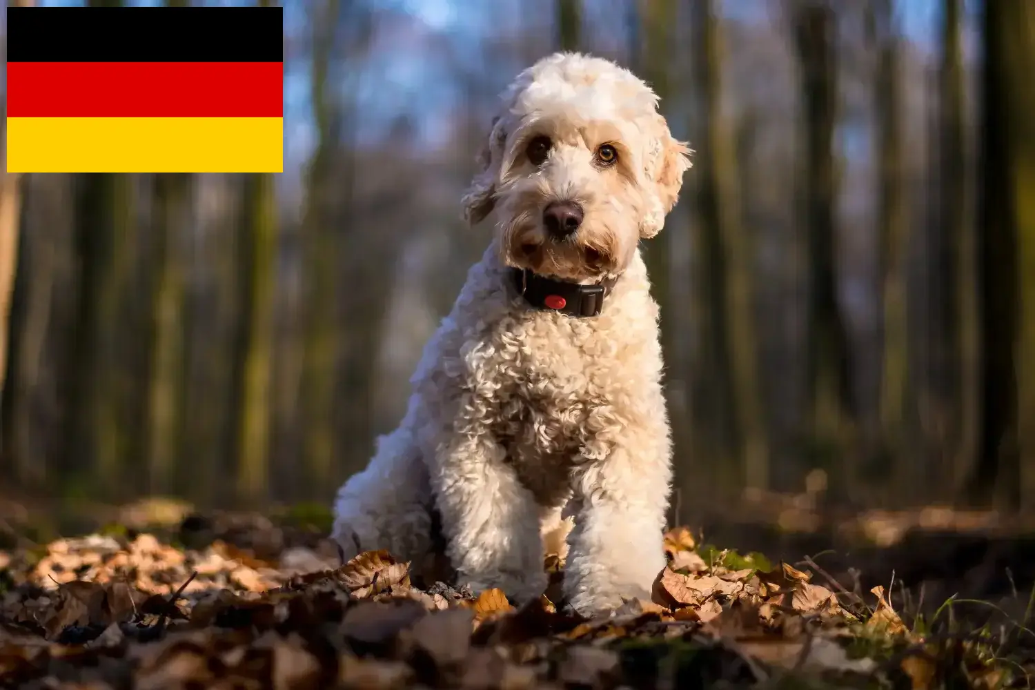 Read more about the article Cockapoo breeders and puppies in Germany