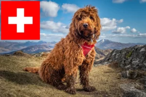 Read more about the article Cockapoo breeders and puppies in Switzerland