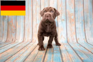 Read more about the article Cocker Pei breeders and puppies in Germany