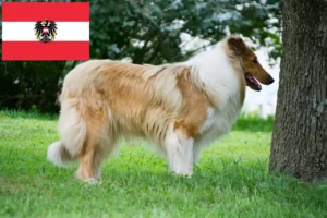 Read more about the article Collie breeders and puppies in Austria