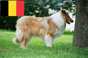 Read more about the article Collie breeders and puppies in Belgium