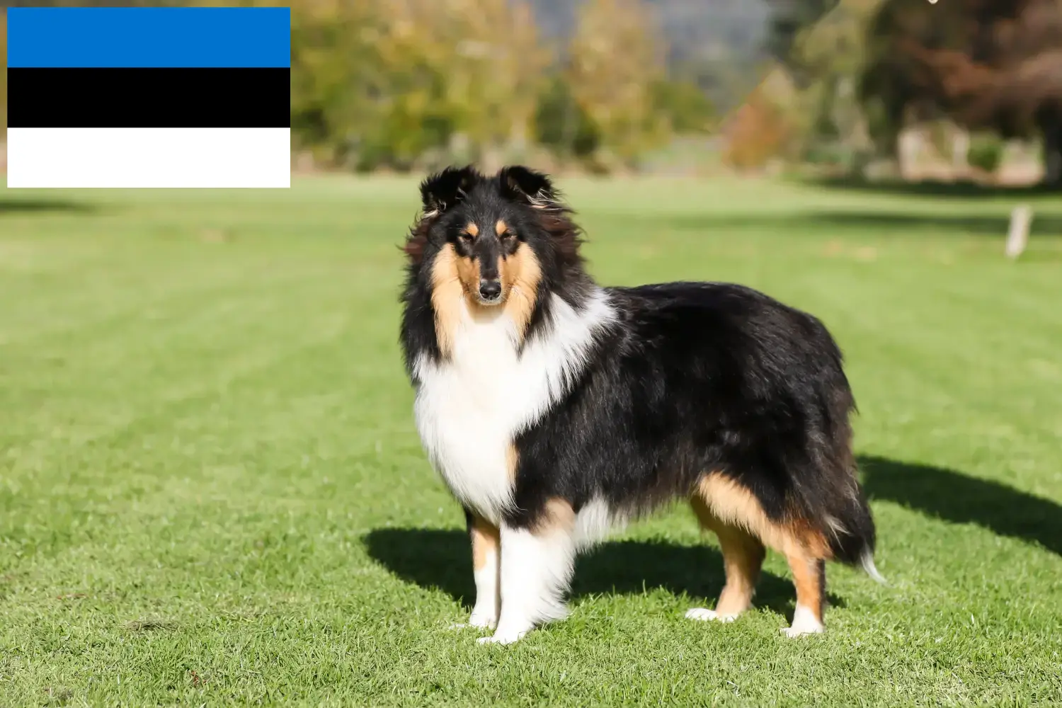 Read more about the article Collie breeders and puppies in Estonia