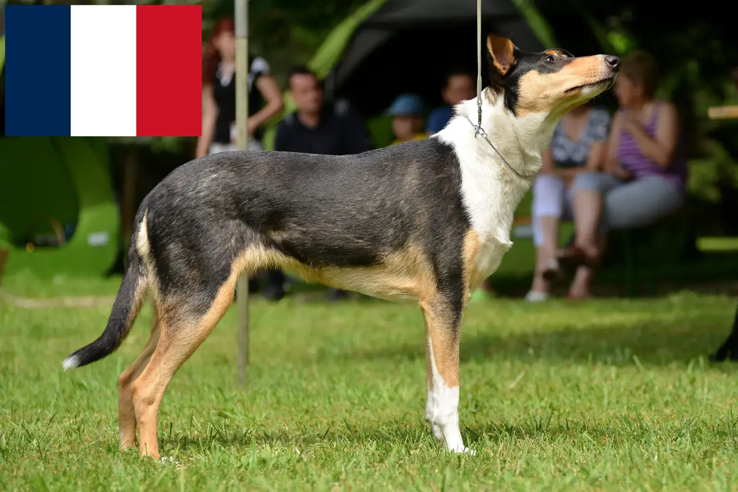 Read more about the article Collie breeders and puppies in France