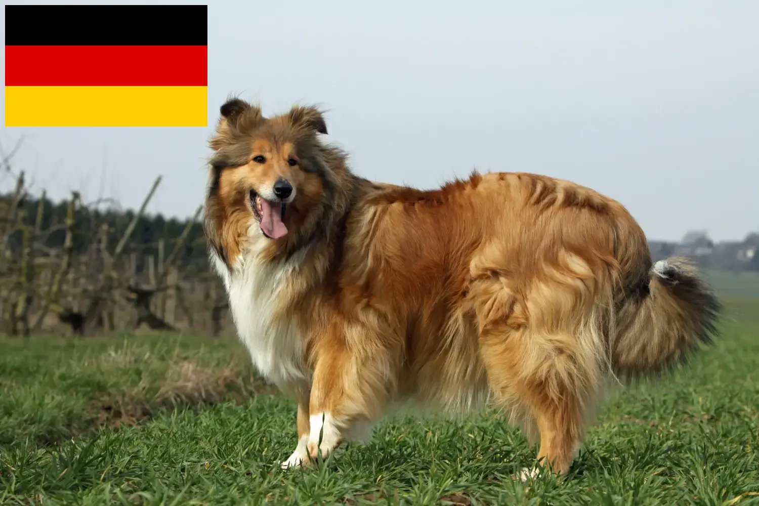 Read more about the article Collie breeders and puppies in Germany