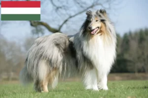 Read more about the article Collie breeders and puppies in Hungary