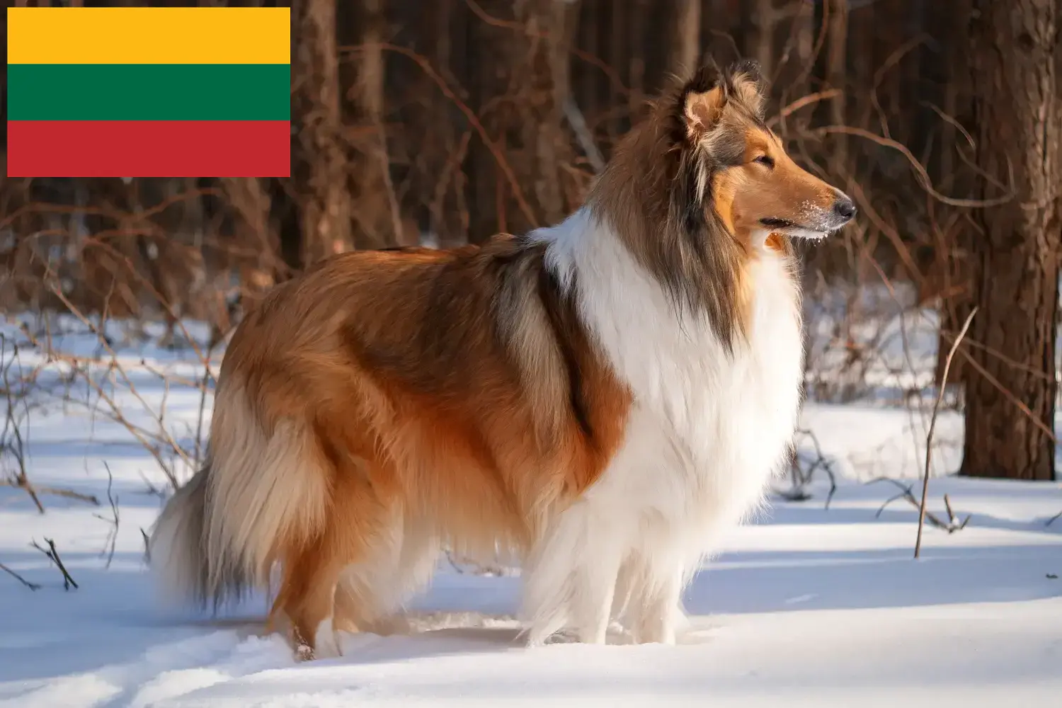 Read more about the article Collie breeders and puppies in Lithuania