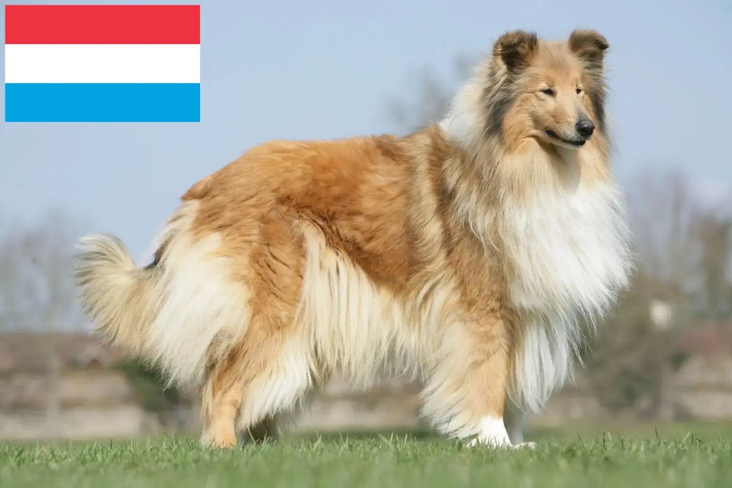 Read more about the article Collie breeders and puppies in Luxembourg