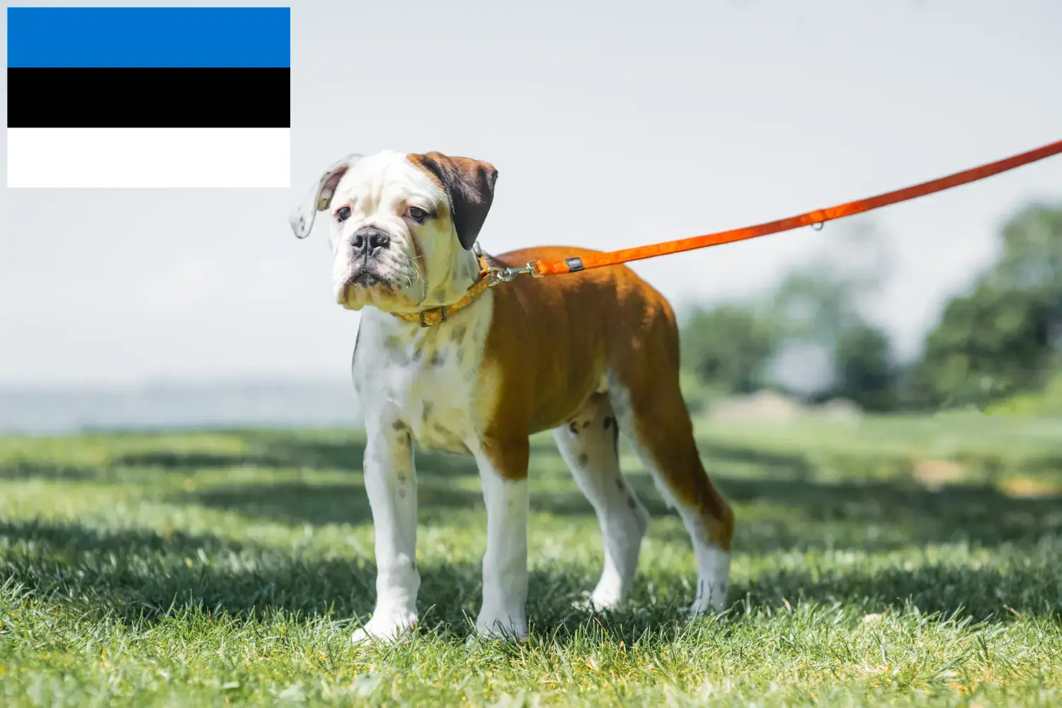 Read more about the article Continental Bulldog breeders and puppies in Estonia