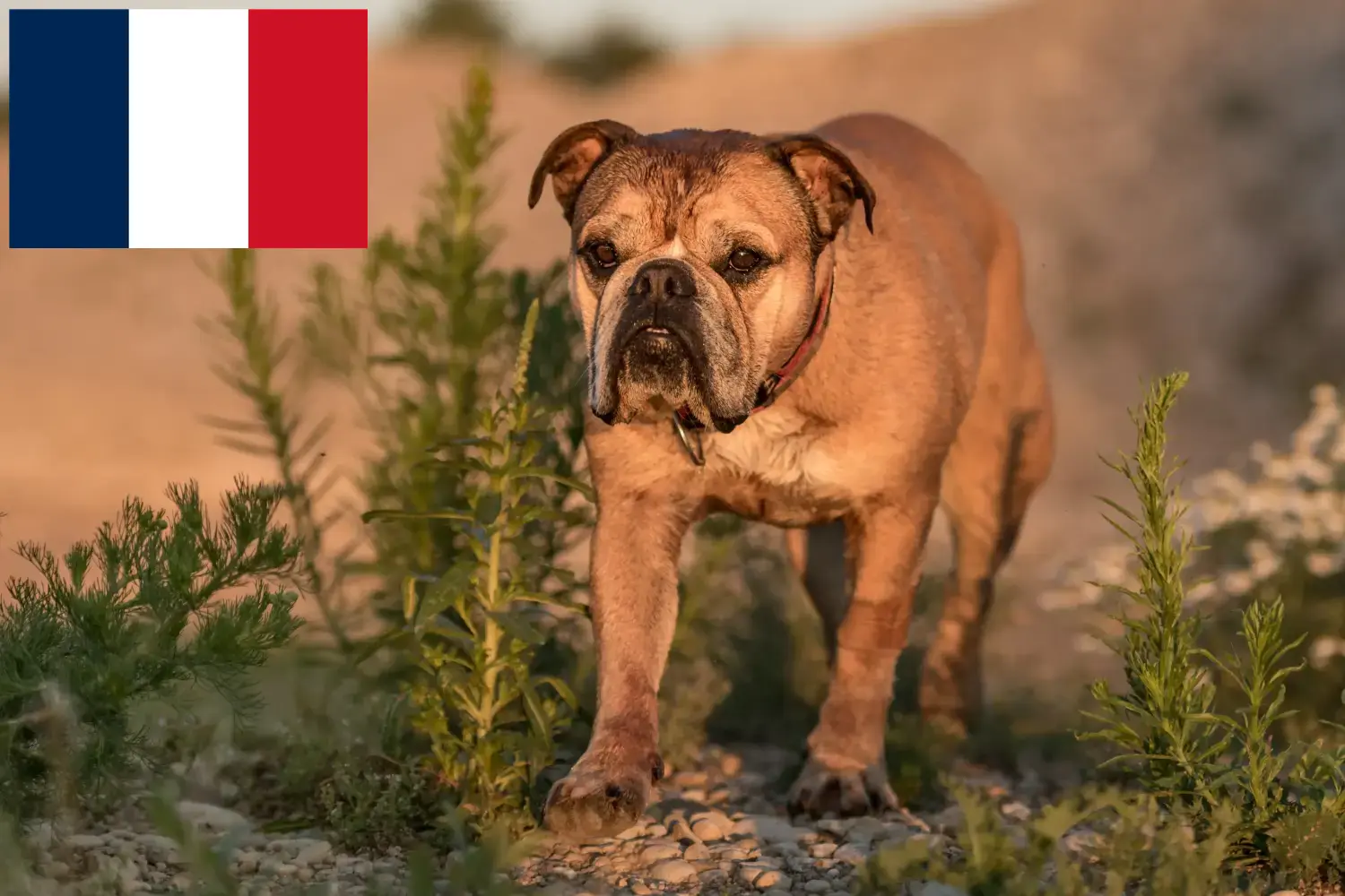 Read more about the article Continental Bulldog breeders and puppies in France