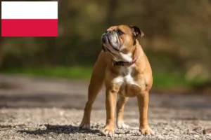 Read more about the article Continental Bulldog breeders and puppies in Poland