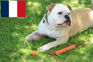 Read more about the article Continental Bulldog breeders and puppies in Réunion