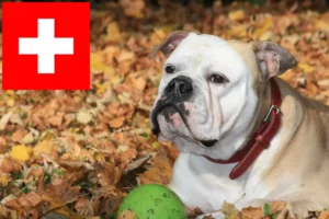 Read more about the article Continental Bulldog breeders and puppies in Switzerland