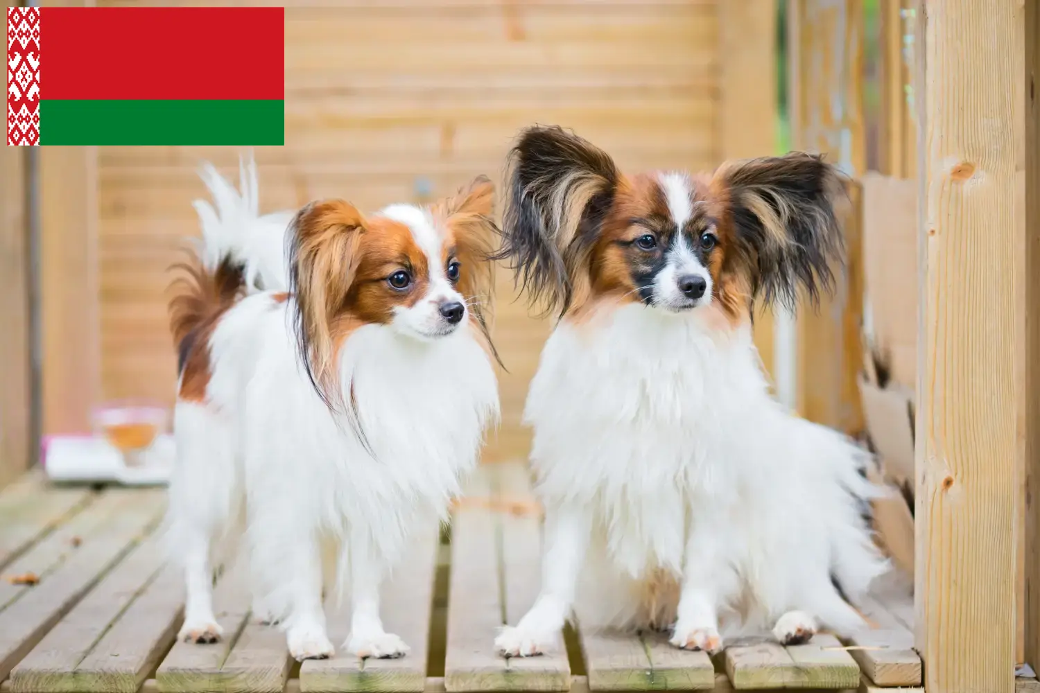 Read more about the article Continental Dwarf Spaniel Breeder and Puppies in Belarus