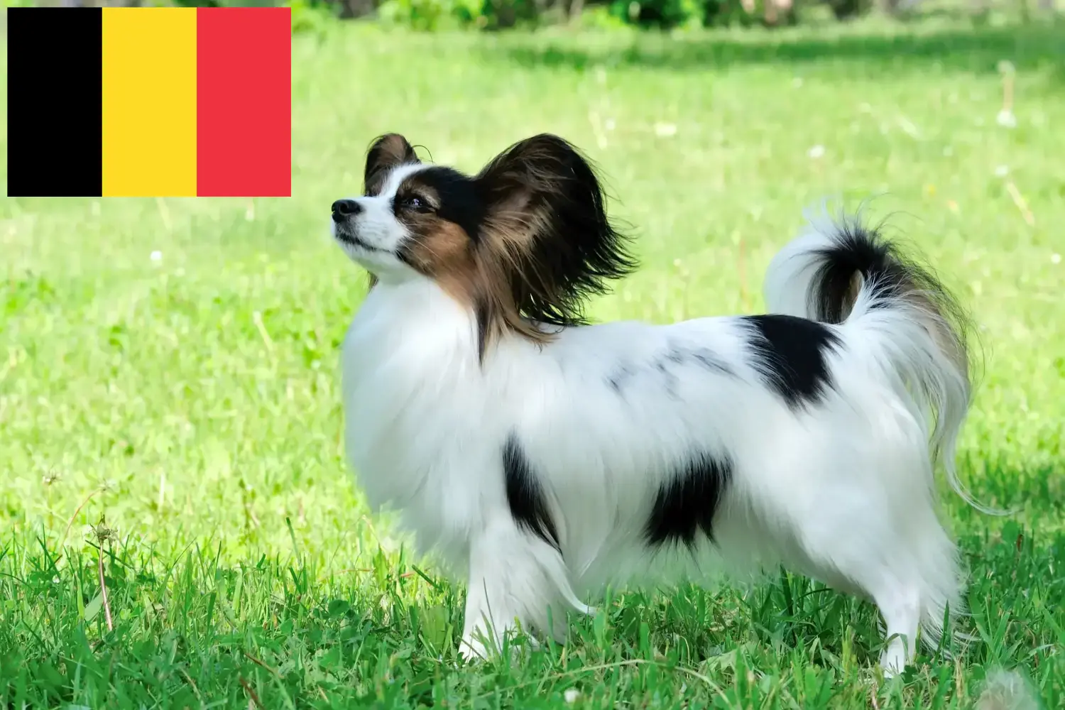 Read more about the article Continental Dwarf Spaniel breeder and puppies in Belgium