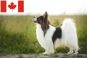 Read more about the article Continental Dwarf Spaniel Breeder and Puppies in Canada