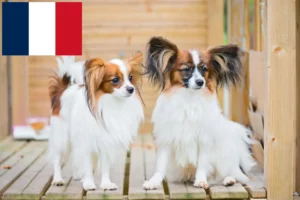 Read more about the article Continental Dwarf Spaniel breeder and puppies in France