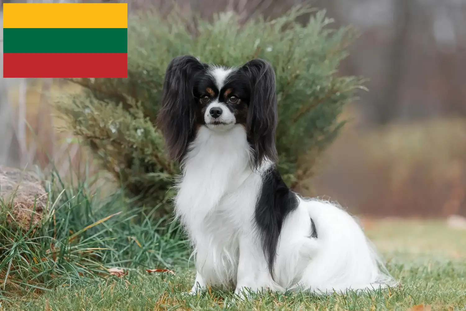 Read more about the article Continental Dwarf Spaniel Breeder and Puppies in Lithuania