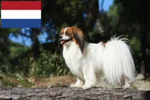 Read more about the article Continental Dwarf Spaniel breeder and puppies in the Netherlands