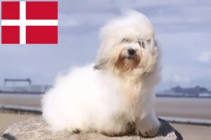 Read more about the article Coton de Tuléar breeders and puppies in Denmark