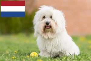 Read more about the article Coton de Tuléar breeders and puppies in the Netherlands