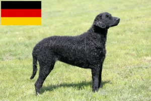 Read more about the article Curly Coated Retriever breeders and puppies in Germany