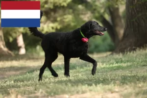 Read more about the article Curly Coated Retriever breeders and puppies in the Netherlands