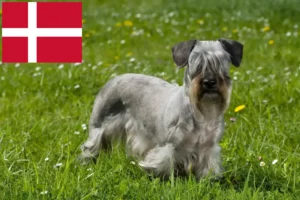 Read more about the article Czech Terrier breeder and puppies in Denmark