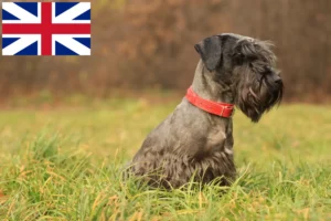 Read more about the article Czech Terrier Breeder and Puppies in Great Britain